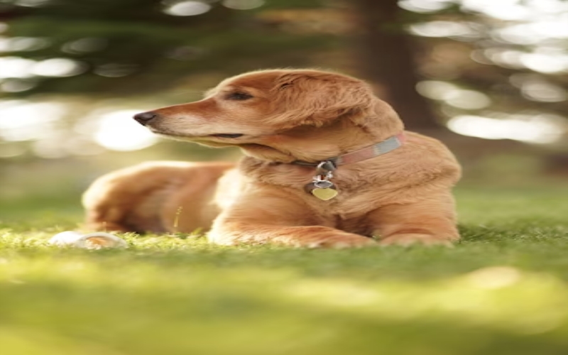How Neoprene Dog Collars Can Enhance Safety and Security for Your Furry Friend