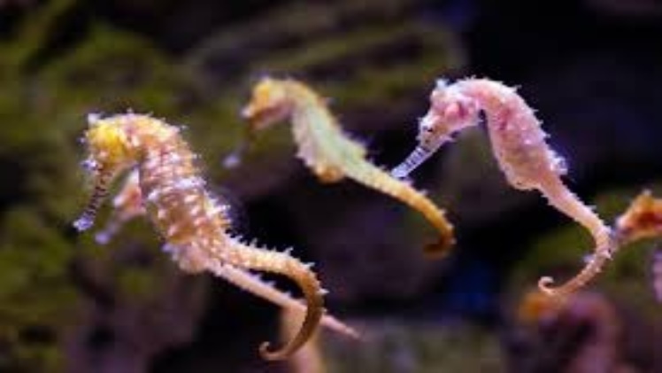The Enchanting World of Seahorse Keeping: Tips for a Successful Seahorse Aquarium